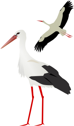 Stork Png - Stork Png (339x479)