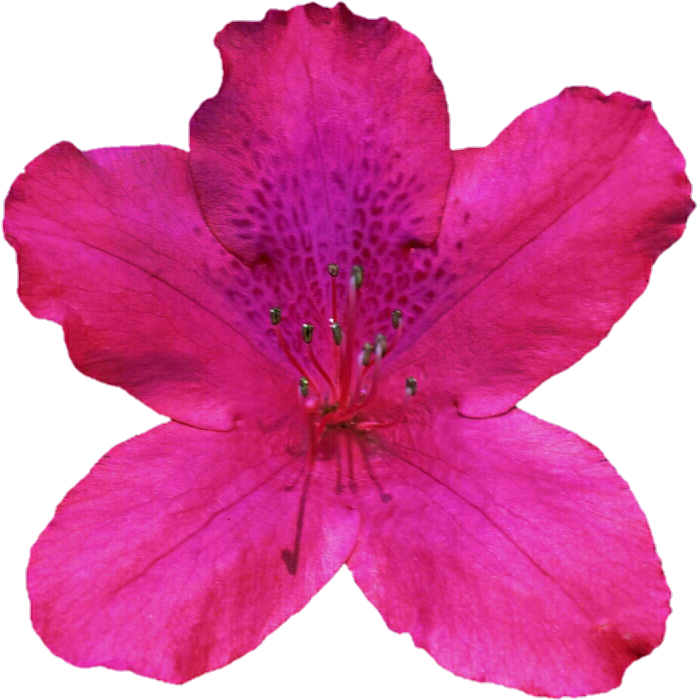 Pink Azalea By Jeanicebartzen27 On Deviantart Jpg Stock - Pink Azalea By Jeanicebartzen27 On Deviantart Jpg Stock (719x721)