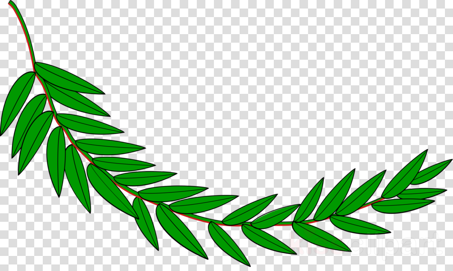 La Rama De Laurel Clipart Bay Laurel Laurel Wreath - La Rama De Laurel Clipart Bay Laurel Laurel Wreath (900x540)
