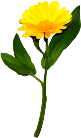 Pin Tillagd Av Helena Jansson På Clipart Flowers - Pin Tillagd Av Helena Jansson På Clipart Flowers (309x500)