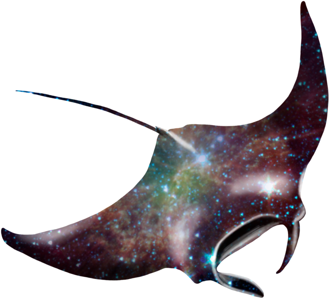 Transparent Manta Ray - Transparent Manta Ray (800x800)