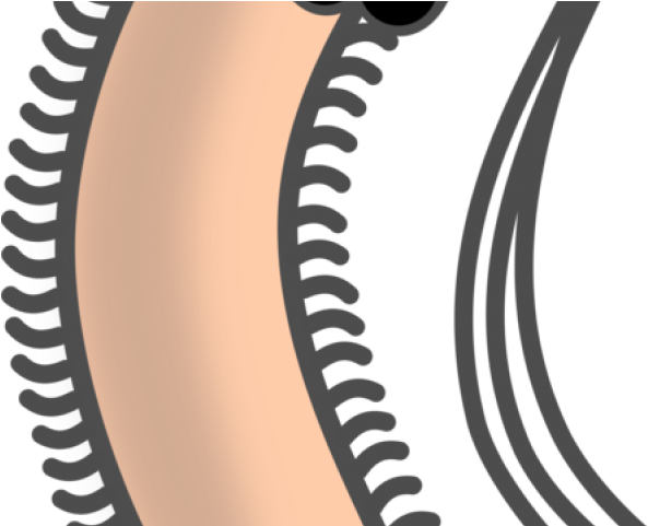 Escherichia Coli Clipart Bacillus - Escherichia Coli Clipart Bacillus (640x480)