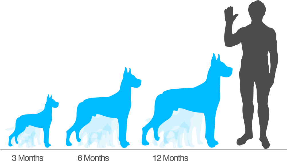 Cane Corso Puppy Size Chart About Animals - Cane Corso Puppy Size Chart About Animals (1000x600)