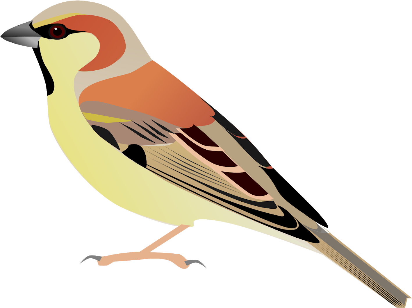 Sparrow Bird Watercolor Painting - Sparrow Bird Watercolor Painting (1600x1600)