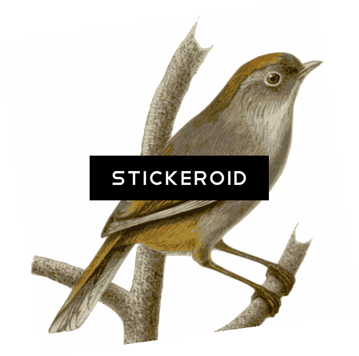 Sparrow Animals - Sparrow Animals (721x716)