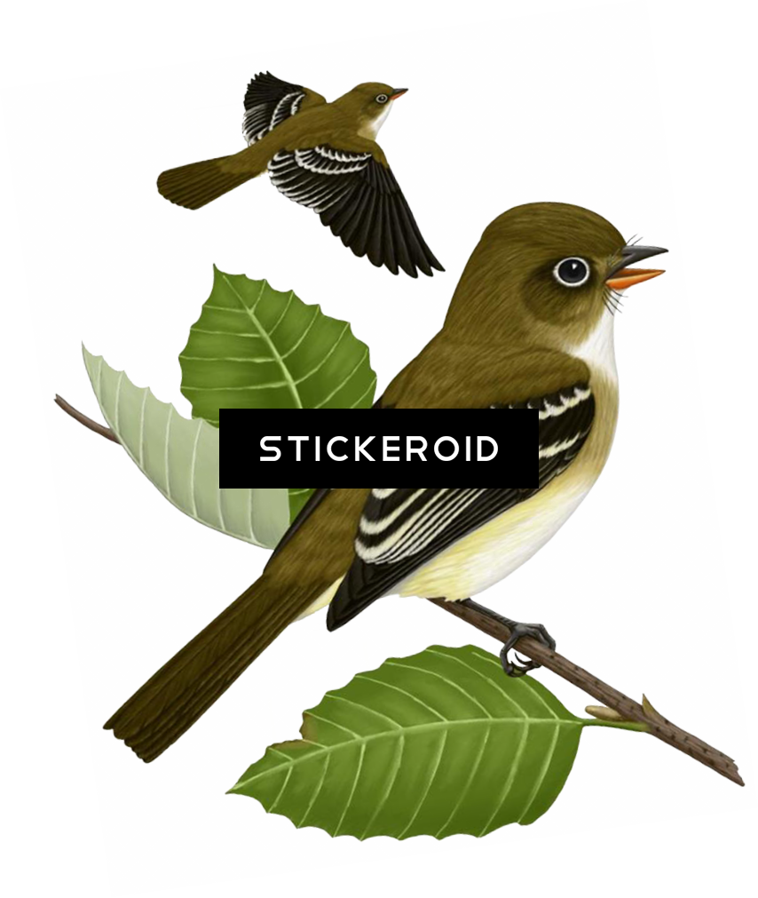 Sparrow Animals - Sparrow Animals (854x1011)