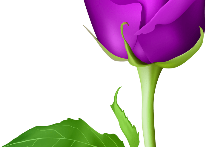 Rose Purple Transparent Png Clip Art Image Gallery - Rose Purple Transparent Png Clip Art Image Gallery (800x491)