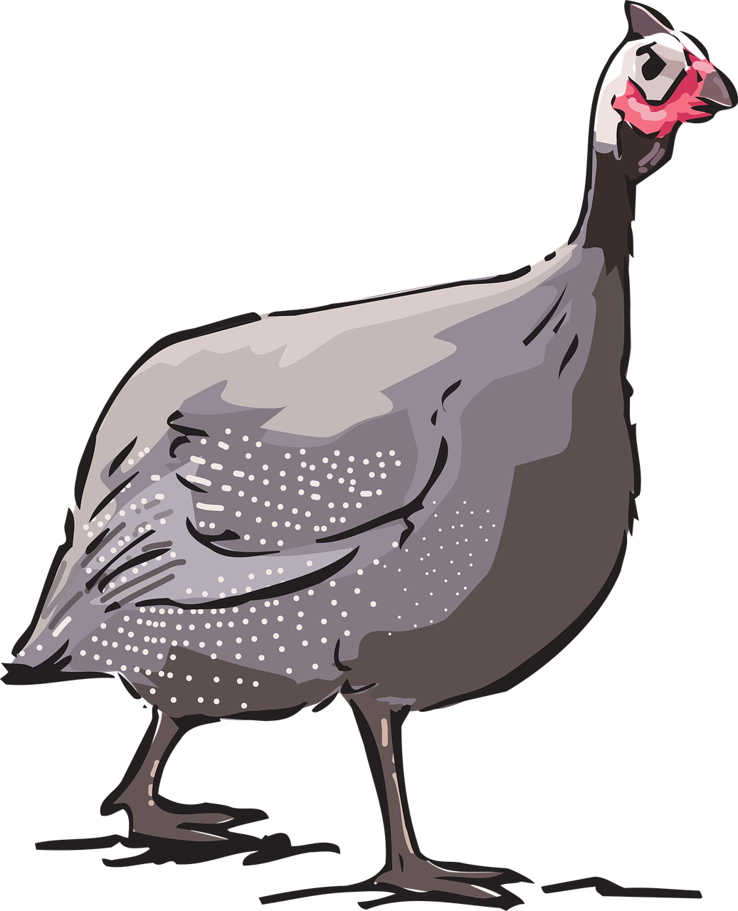 Guinea Fowl Source - Guinea Fowl Source (1037x1280)