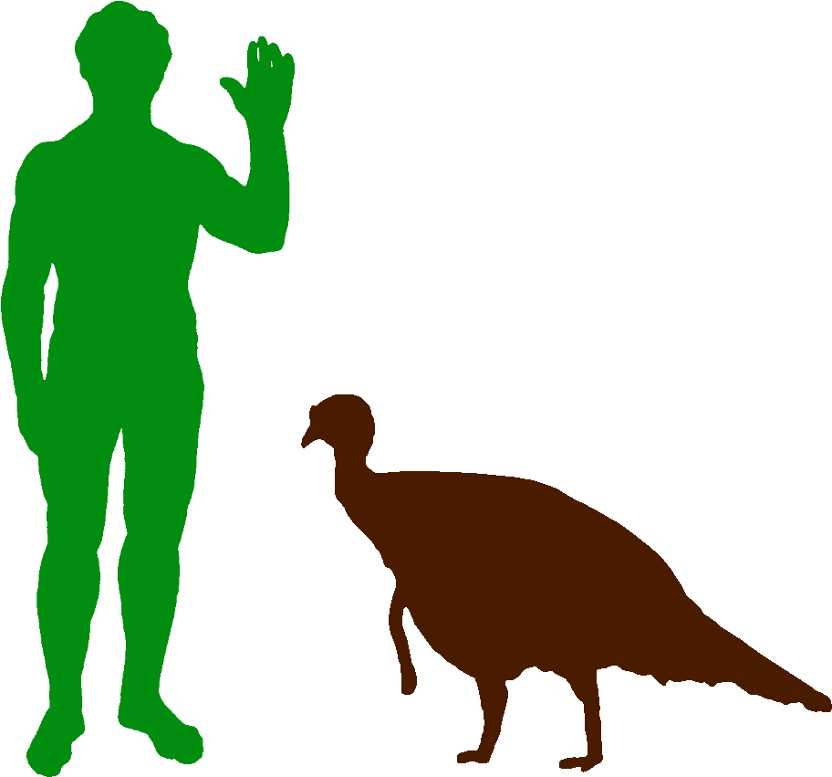 North American Wild Turkey And Human - North American Wild Turkey And Human (956x871)