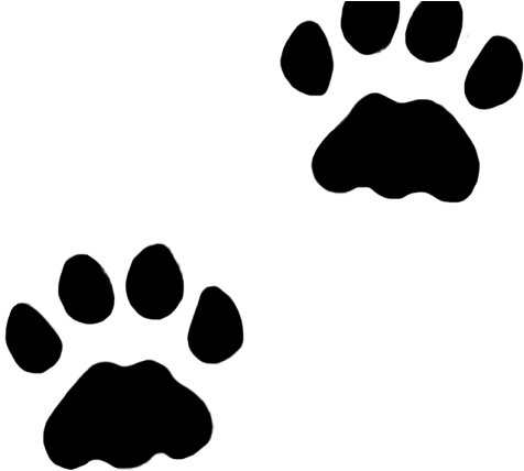 C Clipart Cat - C Clipart Cat (640x480)