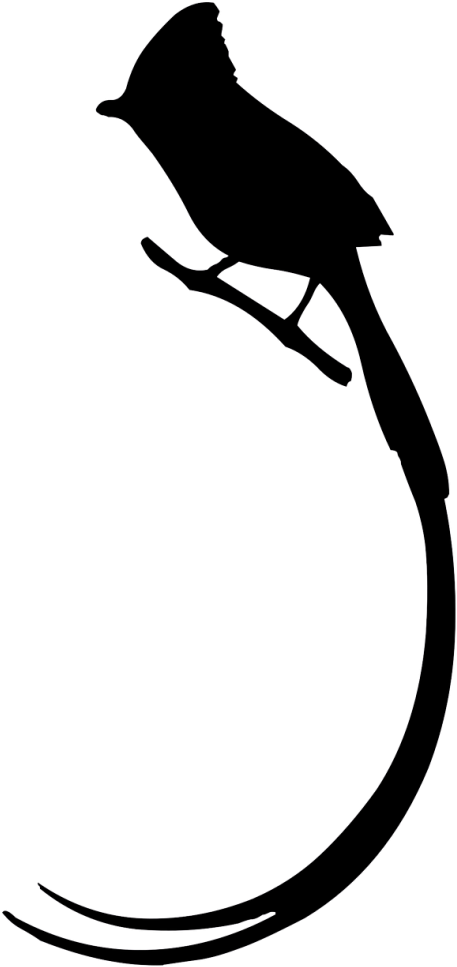 Bird Long Tail Owl Silhouette - Bird Long Tail Owl Silhouette (500x1011)