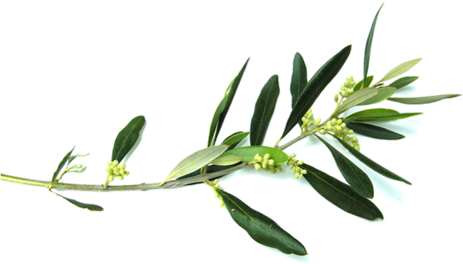 Free Clip Art Olive Branch , Png Download - Free Clip Art Olive Branch , Png Download (655x373)