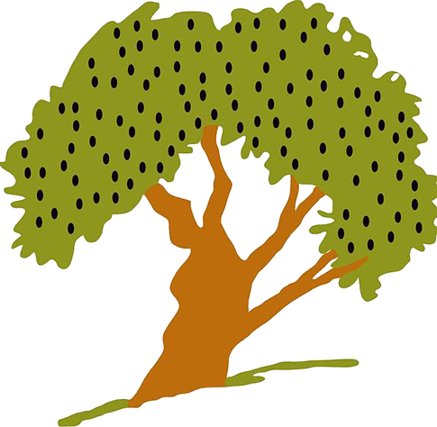 Olive Tree - Olive Tree (485x474)