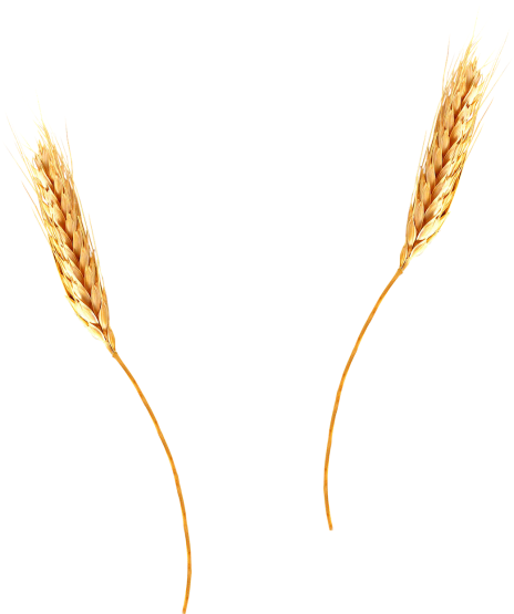 Barley Clipart Wheat Spike - Barley Clipart Wheat Spike (500x570)