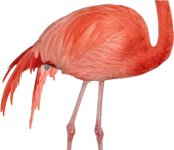 Flamingo Clipart Transparent Background - Flamingo Clipart Transparent Background (640x480)