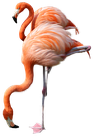 Flamingo Clipart Sad - Flamingo Clipart Sad (640x480)