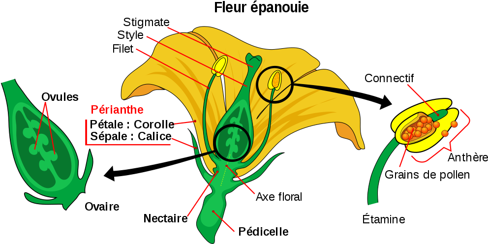 File Mature Flower Diagram Fr Svg Wikimedia Commons - File Mature Flower Diagram Fr Svg Wikimedia Commons (1024x525)