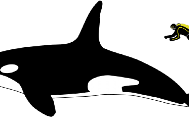 Flippers Clipart Whale Dolphin - Flippers Clipart Whale Dolphin (640x480)