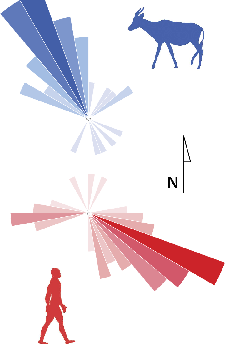 Directional Movement Patterns From Tracks Excavated - Directional Movement Patterns From Tracks Excavated (720x1102)