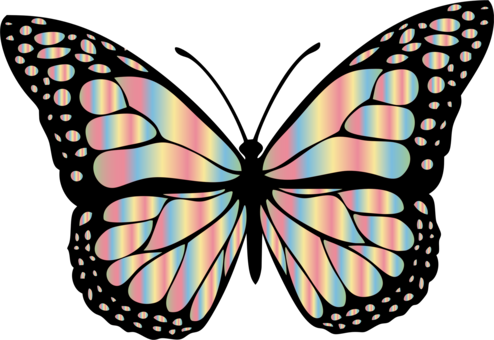 Monarch Butterfly Insect - Monarch Butterfly Insect (494x340)