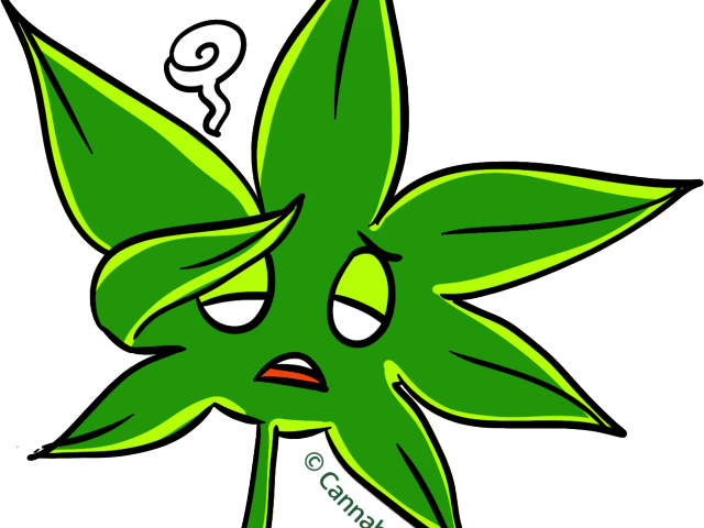 Marijuana Clipart Daun - Marijuana Clipart Daun (640x480)
