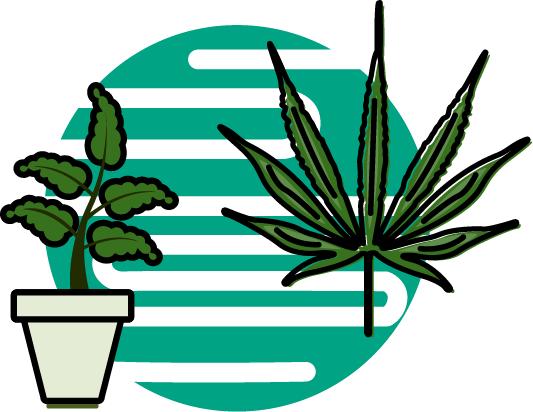 Medical Cannabis Comes In Different Types Of Strains - Medical Cannabis Comes In Different Types Of Strains (533x412)