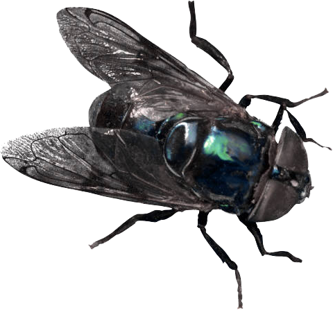Back Flies Bing Images - Back Flies Bing Images (480x447)