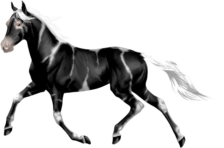 Transparent Horses Wild Horse - Transparent Horses Wild Horse (1024x698)