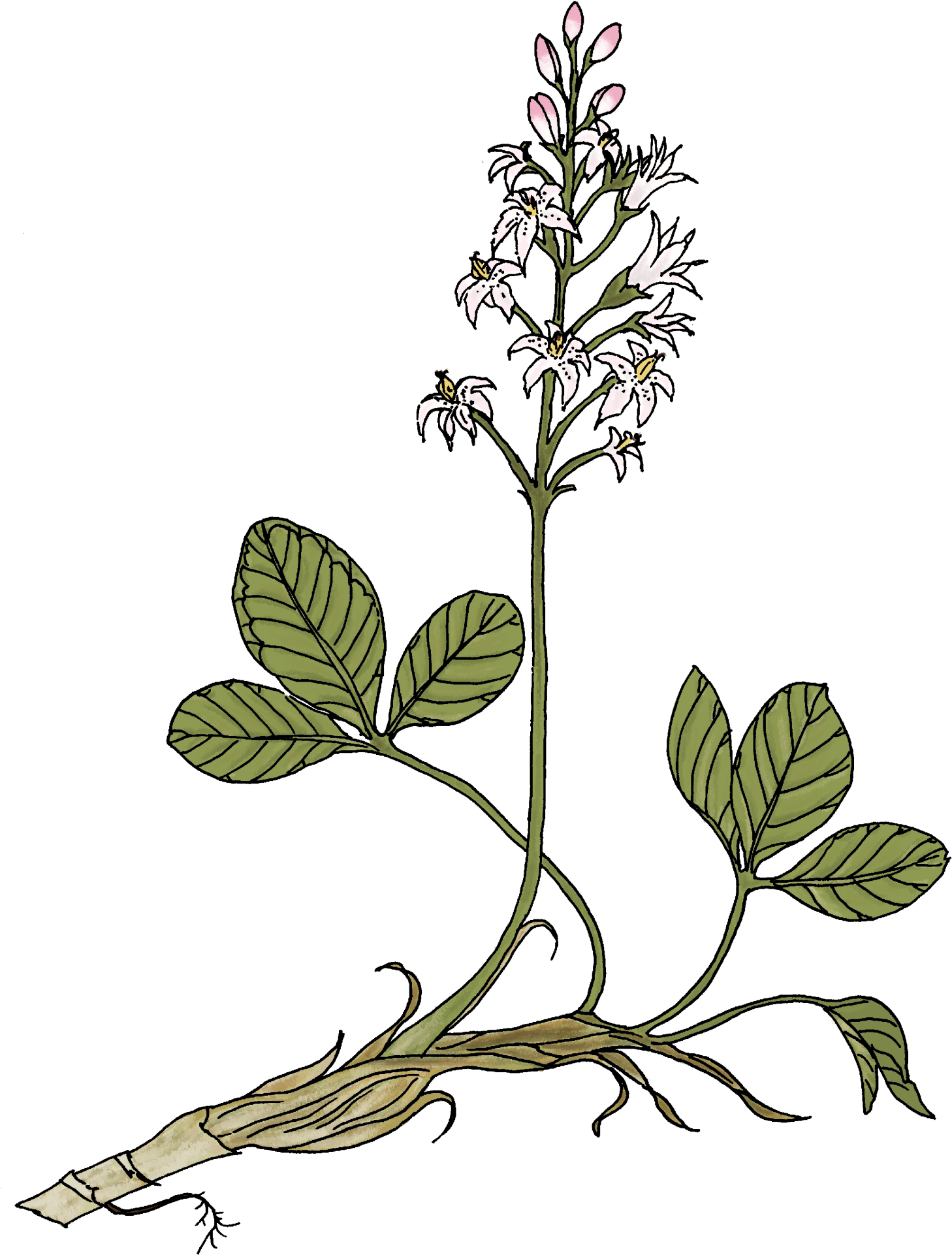 Bog Bean - Bog Bean (1500x1984)