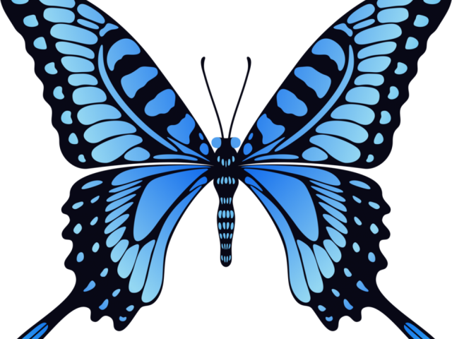 Fly Clipart Transparent - Fly Clipart Transparent (640x480)