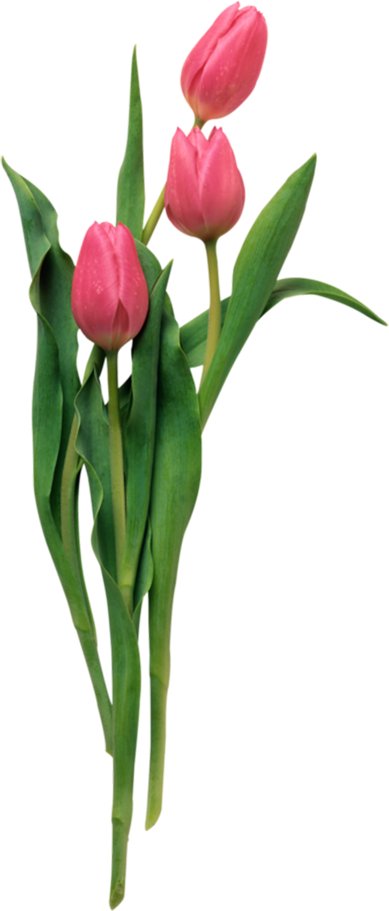 Gardenmania Diy Artwork, Flower Clipart, Hd Desktop, - Gardenmania Diy Artwork, Flower Clipart, Hd Desktop, (389x911)