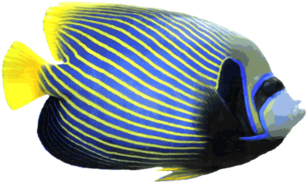 Angelfish Clipart Saltwater Fish - Angelfish Clipart Saltwater Fish (640x387)
