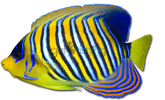Angelfish Png Transparent Hd Photo - Angelfish Png Transparent Hd Photo (648x350)