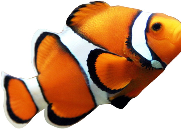 Angelfish Clipart Transparent - Angelfish Clipart Transparent (640x480)