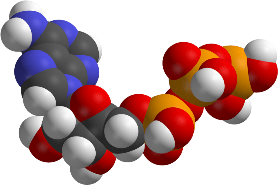 Five Key Causes Of Slow Metabolism - Five Key Causes Of Slow Metabolism (1024x672)
