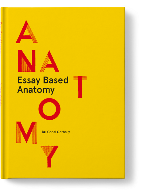 Anatomy Essay Questions Human Anatomy Essays Human - Anatomy Essay Questions Human Anatomy Essays Human (1800x1042)