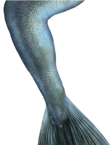 Mermaid Tail Clipart Deviantart - Mermaid Tail Clipart Deviantart (640x480)