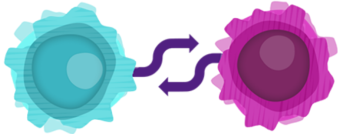 Exploring B And T Cell Crosstalk [1-4] - Exploring B And T Cell Crosstalk [1-4] (768x432)