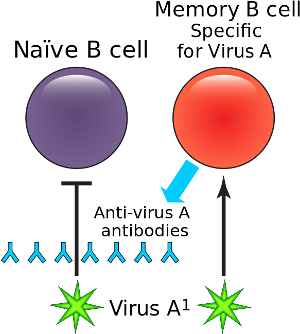 Humoral Immune Deficiency - Humoral Immune Deficiency (600x675)