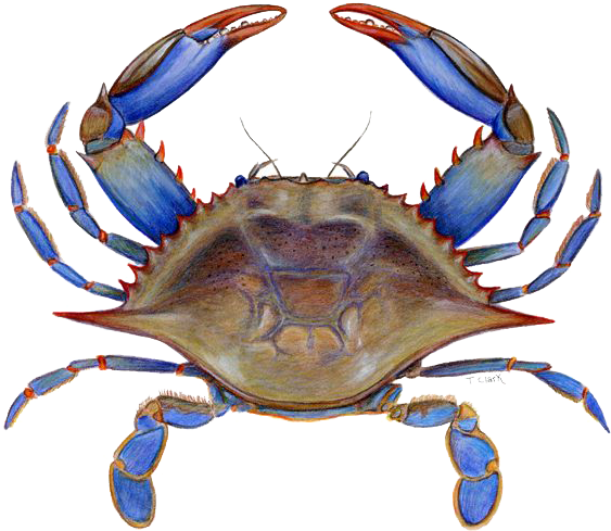 Crab Png Picture Peoplepng Com - Crab Png Picture Peoplepng Com (700x563)