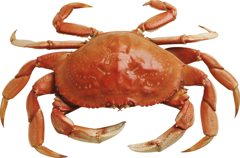 Clip Art Crab Planet - Clip Art Crab Planet (825x545)