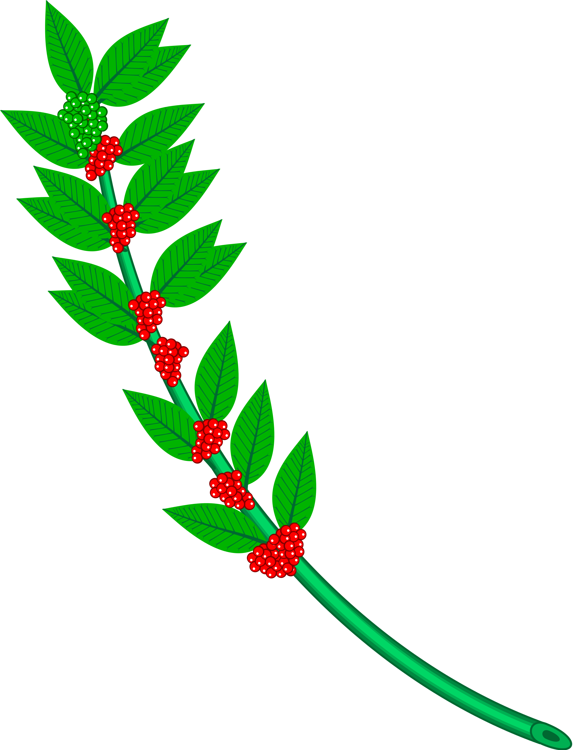 Clip Art Free Library Branch Svg Holly - Clip Art Free Library Branch Svg Holly (2000x2615)