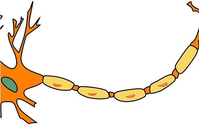 Synapse Clipart - Synapse Clipart (640x480)