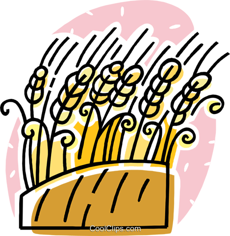 Wheat Royalty Free Vector Clip Art Illustration - Wheat Royalty Free Vector Clip Art Illustration (469x480)