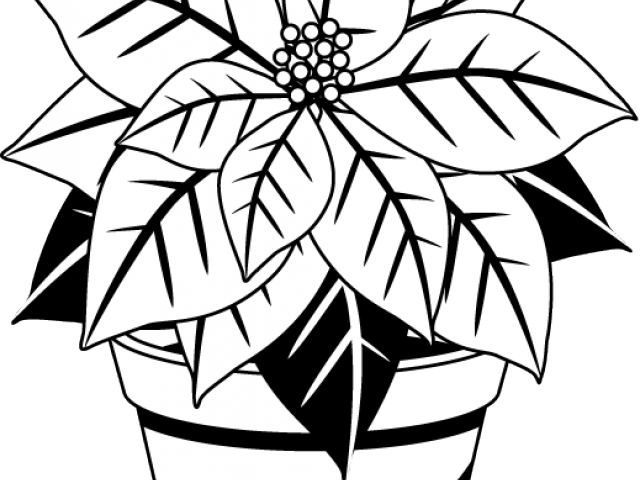 Poinsettia Clipart Outline - Poinsettia Clipart Outline (640x480)