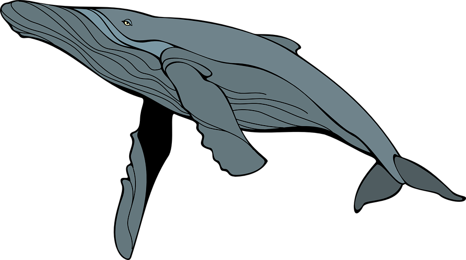 Humback Whale B/w Clip Art At Clker - Humpback Whale Clipart (960x536)