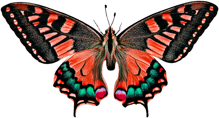 Natur, Tiere, Schmetterling, Insekt - Butterfly Colorful Art Design Pillow Case (960x567)