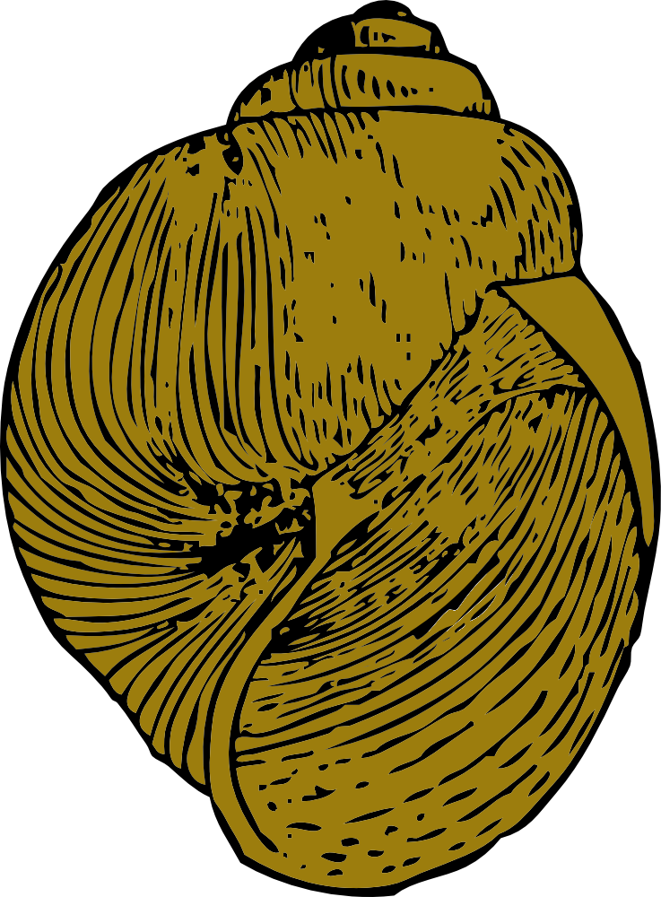 Similar Clip Art - Gastropod Shell (958x1300)