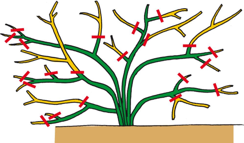 Gartencenter Ostmann Gr N Erleben Rosen Richtig Schneiden - Kletterrosen Schneiden (1050x600)
