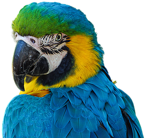 Cotorro, Papagei, Render, Ohne Boden - Render De Animales (511x340)